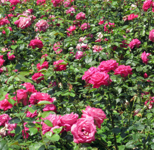 Pink flowers: Charlotte Moss – C’EST INSPIRÊ™ – A Spectrum of Color