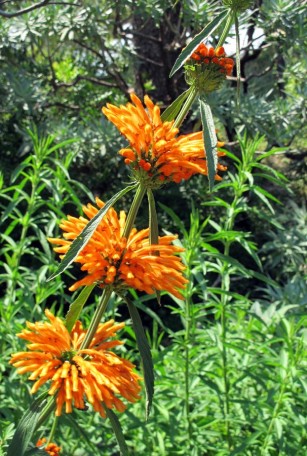 Orange flowers: Charlotte Moss – C’EST INSPIRÊ™ – A Spectrum of Color