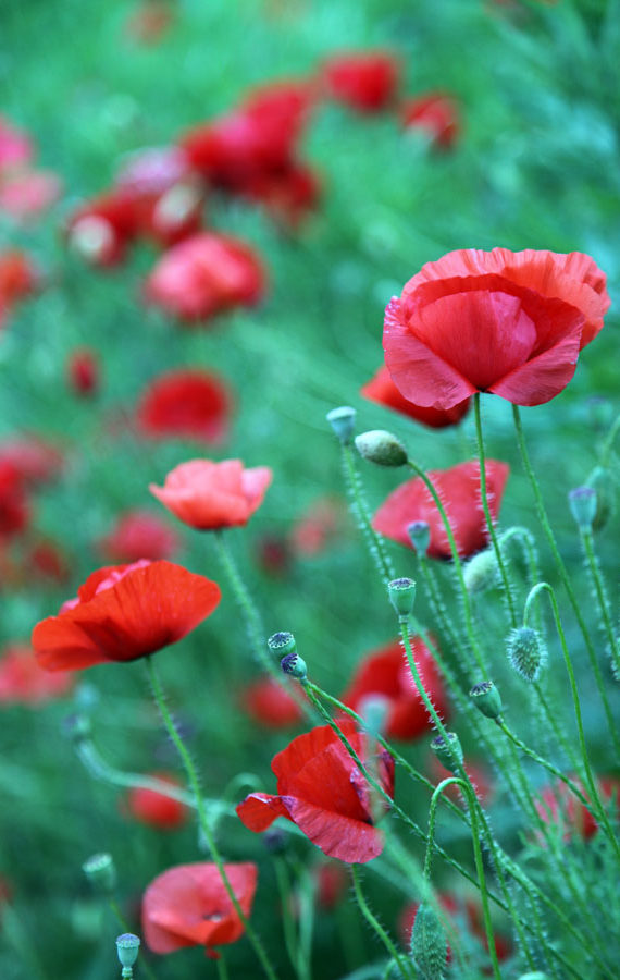 Red flowers: Charlotte Moss – C’EST INSPIRÊ™ – A Spectrum of Color