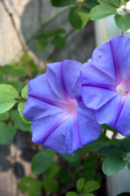 Purple flowers: Charlotte Moss – C’EST INSPIRÊ™ – A Spectrum of Color