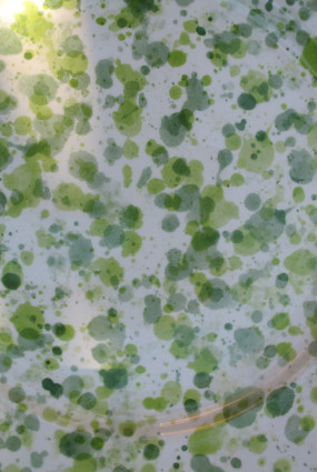 Green pattern: Charlotte Moss – C’EST INSPIRÊ™ – A Spectrum of Color