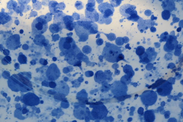Blue pattern: Charlotte Moss – C’EST INSPIRÊ™ – A Spectrum of Color