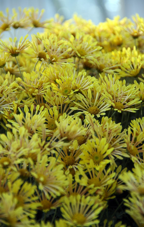 Yellow flowers: Charlotte Moss – C’EST INSPIRÊ™ – A Spectrum of Color