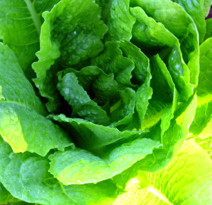 Lettuce: Charlotte Moss – C’EST INSPIRÊ™ – A Spectrum of Color