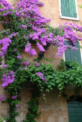 Purple flowers: Charlotte Moss – C’EST INSPIRÊ™ – A Spectrum of Color