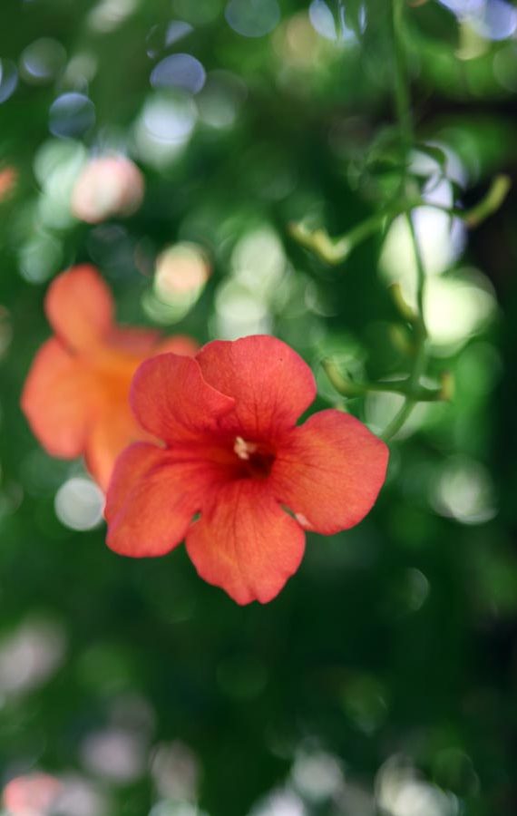 Flower: Charlotte Moss – C’EST INSPIRÊ™ – A Spectrum of Color