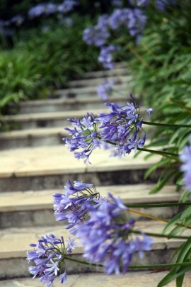 Purple flowers and steps: Charlotte Moss – C’EST INSPIRÊ™ – A Spectrum of Color