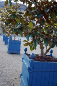 Blue and White: planted trees
