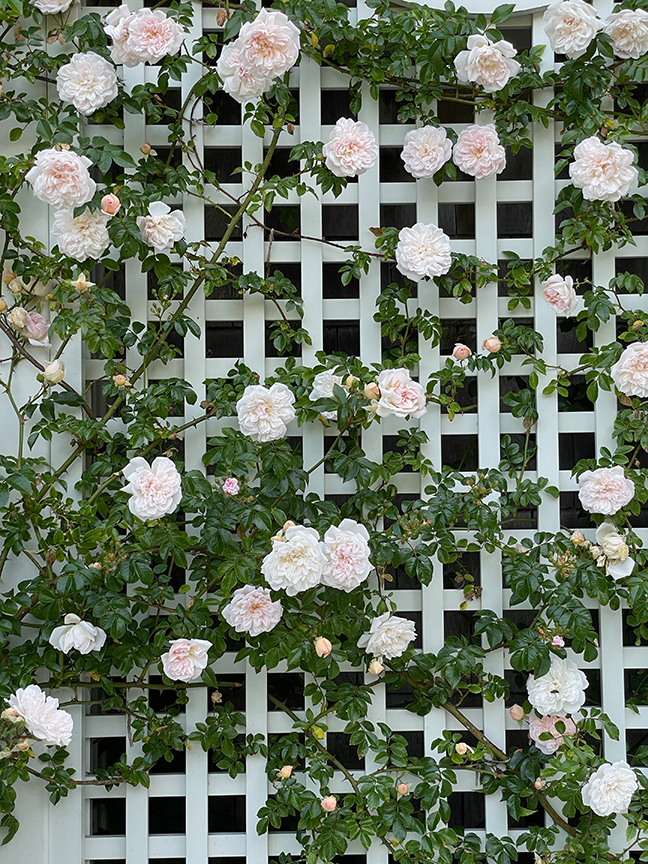 Charlotte Moss: Garden Roses by Alexandra Tremouillet