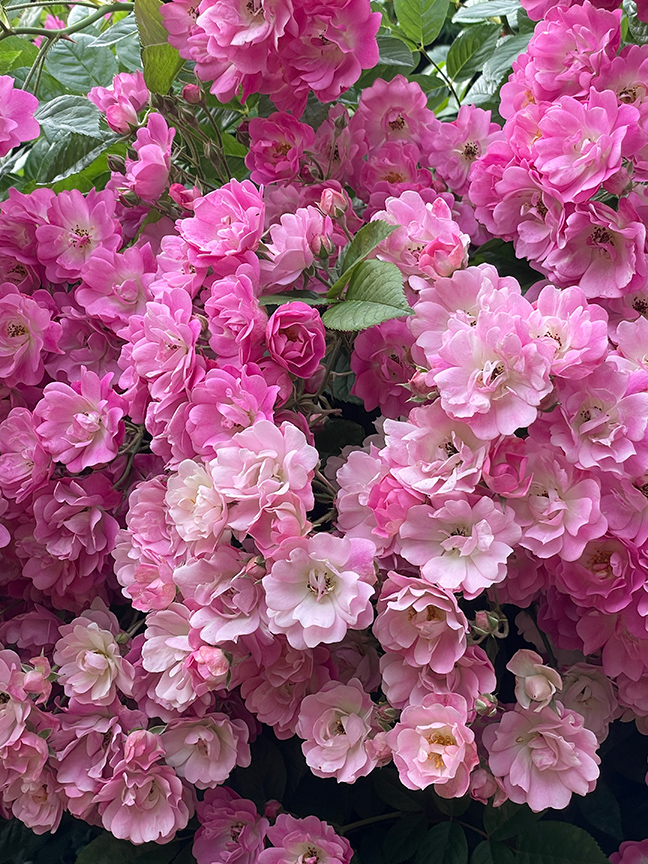 Charlotte Moss: Garden Roses Bonnie Bell