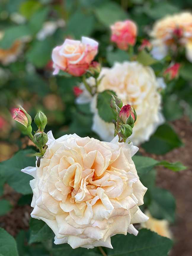 Charlotte Moss' Garden Roses: Carmella Fairy Tale