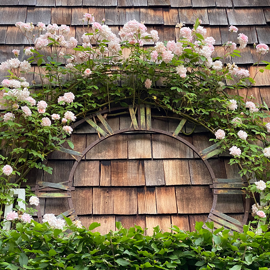 Charlotte Moss' Garden Roses: Cecil Bruner