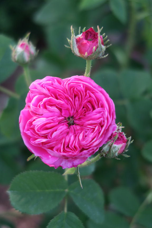 Charlotte Moss' Garden Roses: Duc de Cambridge