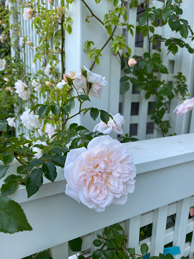 Charlotte Moss Garden Roses