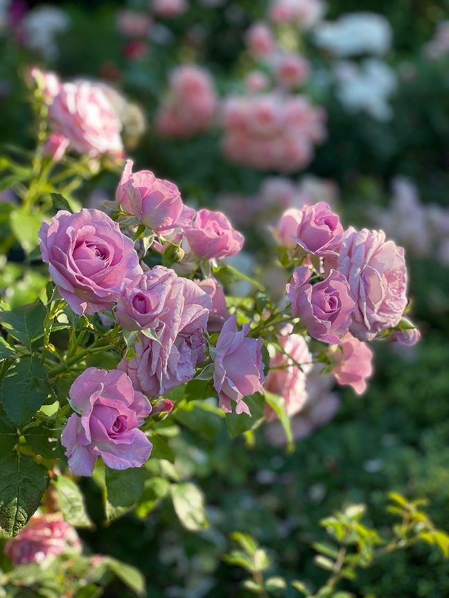 Charlotte Moss: Garden Roses
