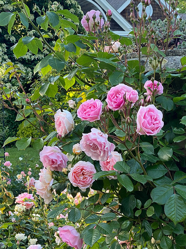 Charlotte Moss' Garden Roses