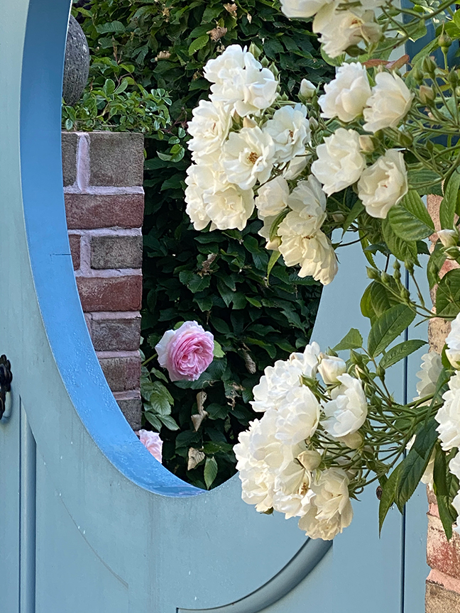 Charlotte Moss: Garden Roses