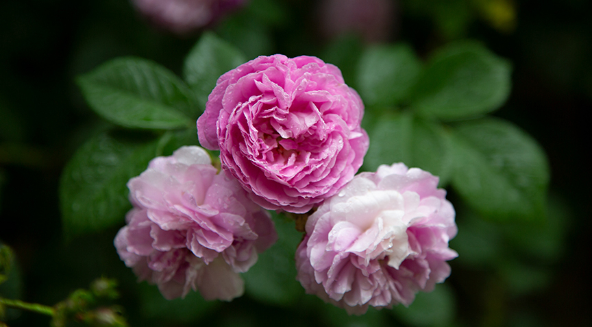 Charlotte Moss: Garden Roses Kazanlik