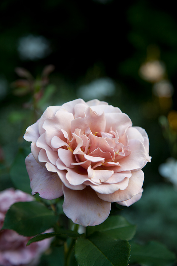 Charlotte Moss' Garden Roses: Koko Loco