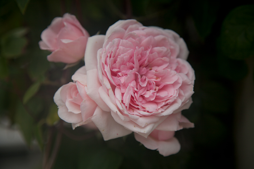 Charlotte Moss Garden Roses Leontine Gervais