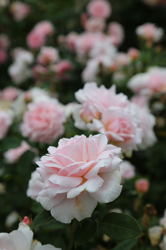 Charlotte Moss: Garden Roses by Leontine Gervais