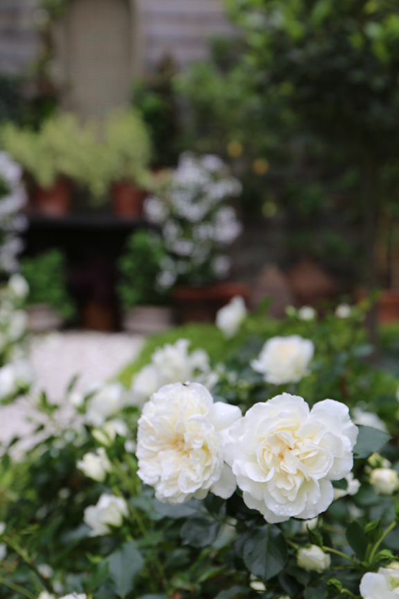Charlotte Moss: Garden Roses Lykefund