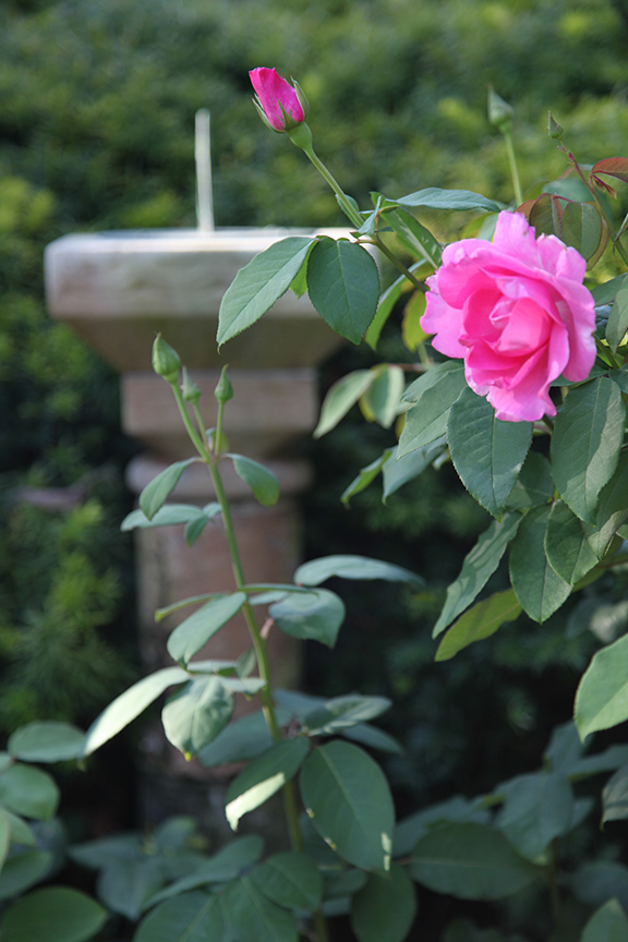 Charlotte Moss: Garden Roses by McCartney