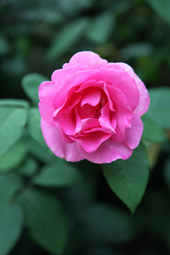 Charlotte Moss' Garden Roses: McCartney
