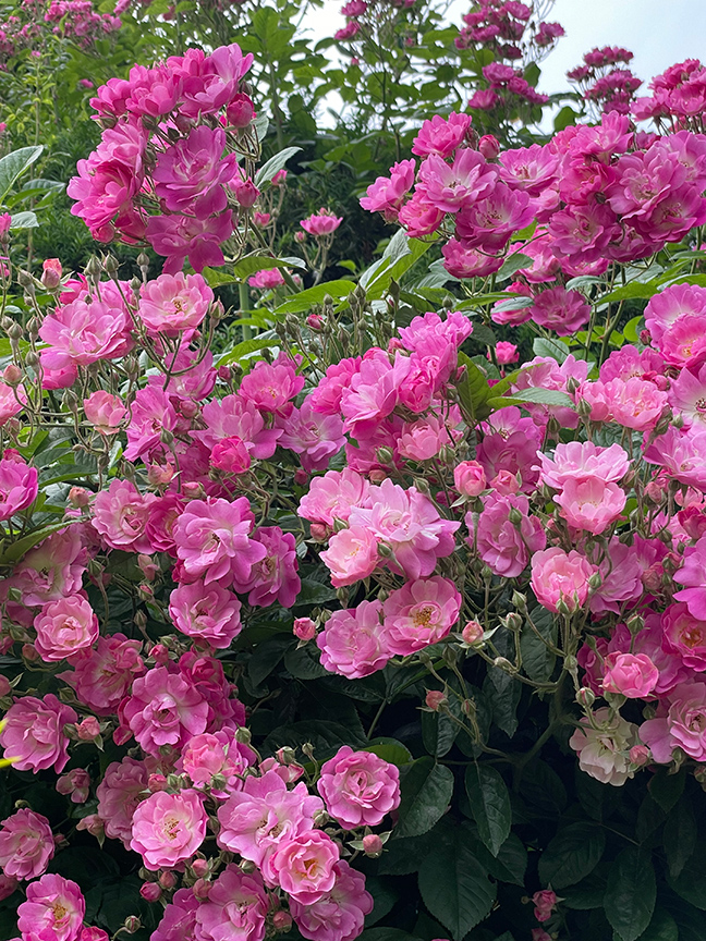 Charlotte Moss: Garden Roses: Mrs. F.W. Flight