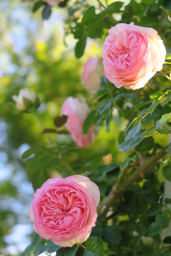 Charlotte Moss: Garden Roses Pierre de Ronsard