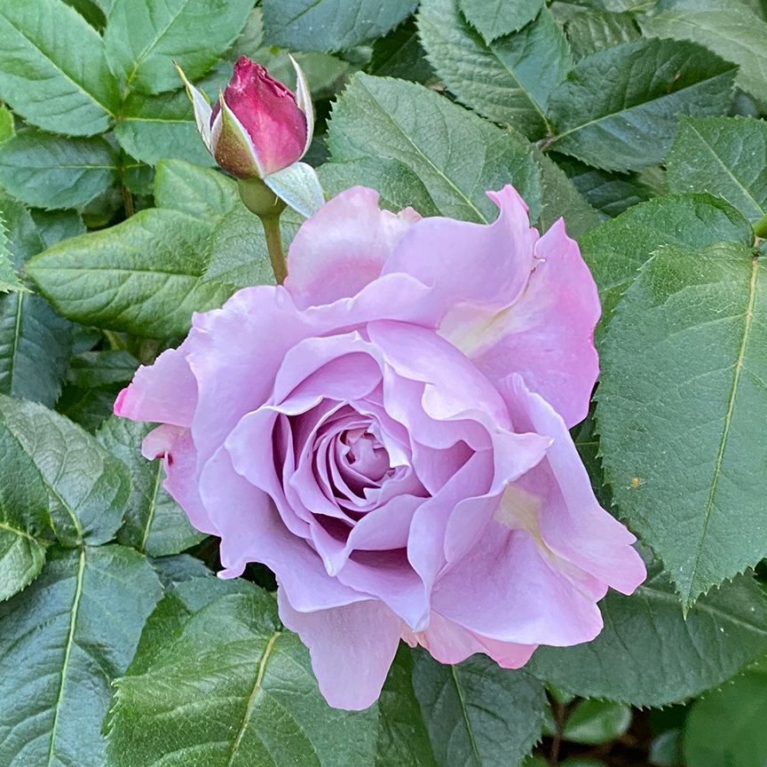 Charlotte Moss' Garden Roses: Poseidon