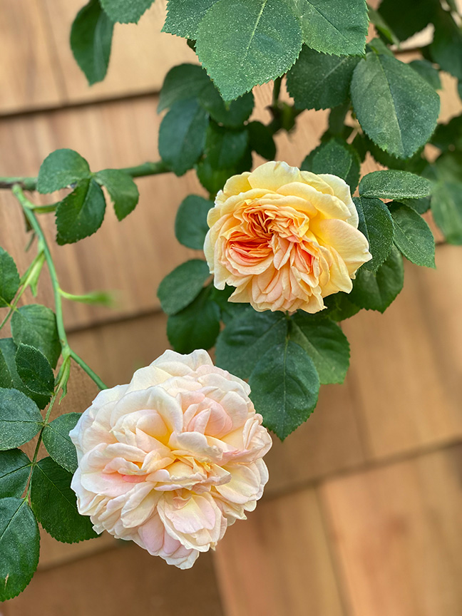 Charlotte Moss' Garden Roses: Alchemist