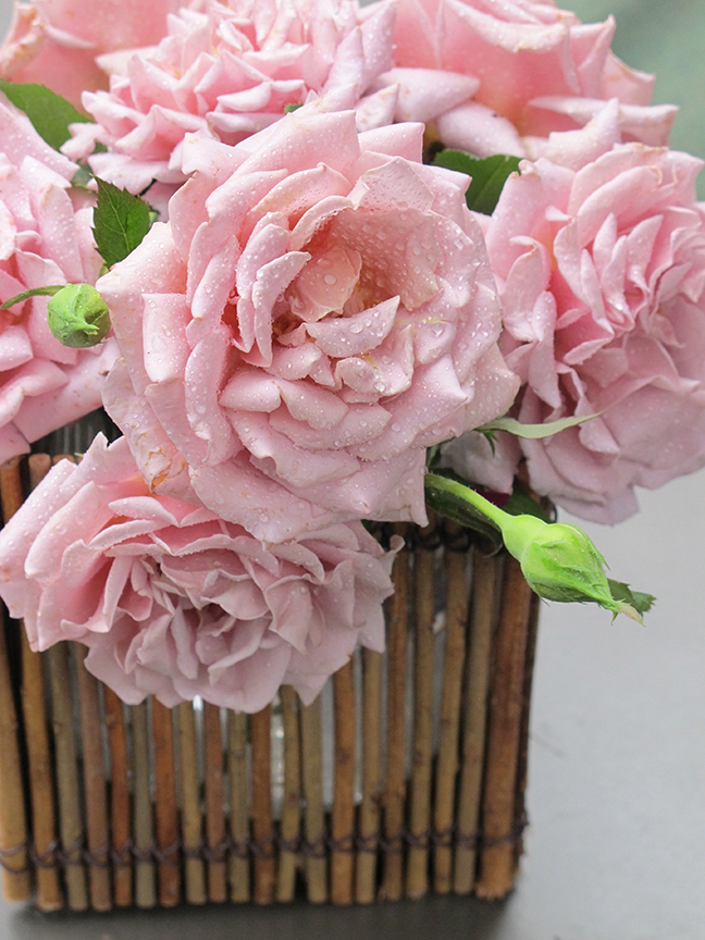Charlotte Moss' Garden Roses: Belinda's Dream