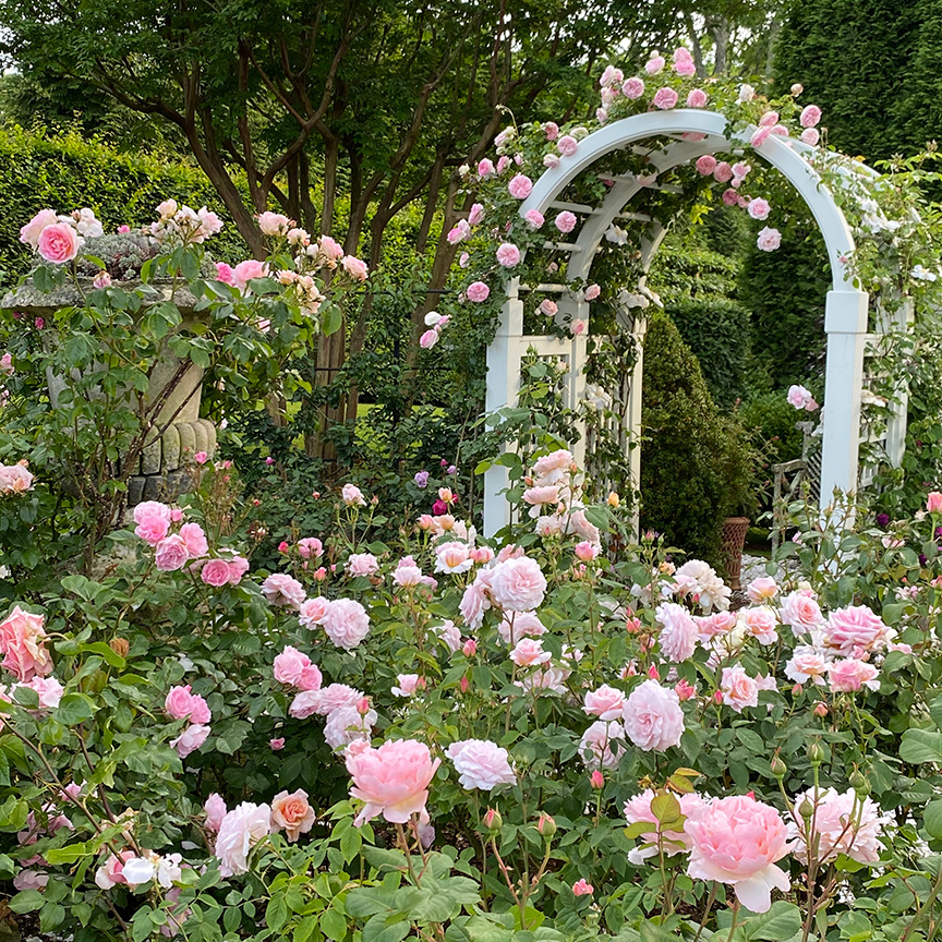 Charlotte Moss' Garden Roses: Dimiluned