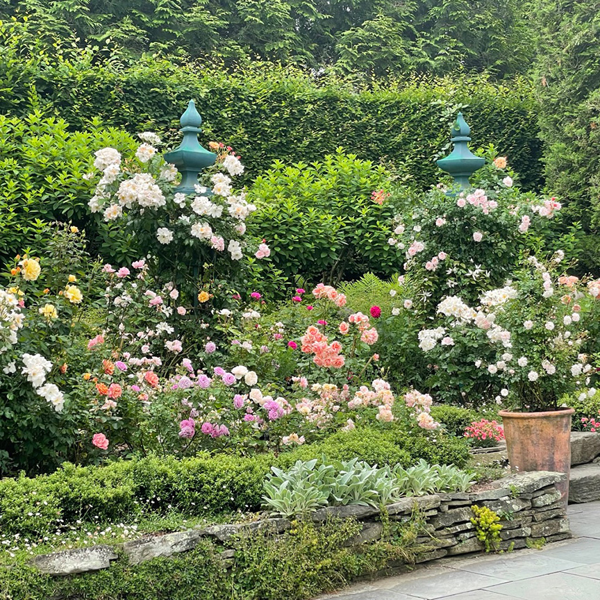 Charlotte Moss' Garden Roses: Elevated Garden