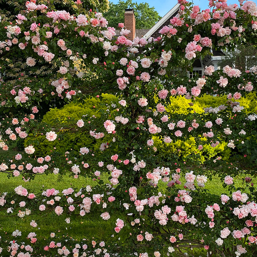 Charlotte Moss' Garden Roses: Leontine Gervais