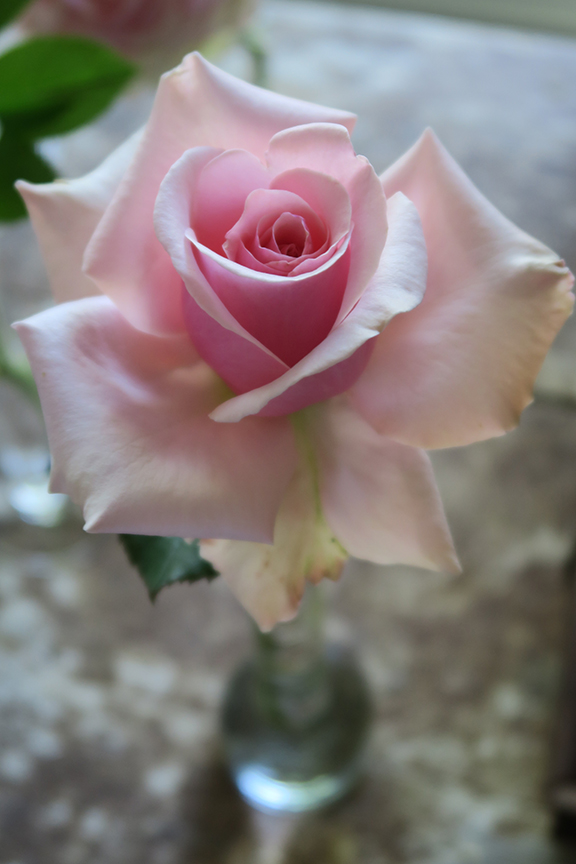 Charlotte Moss' Garden Roses: Savoy Hotel