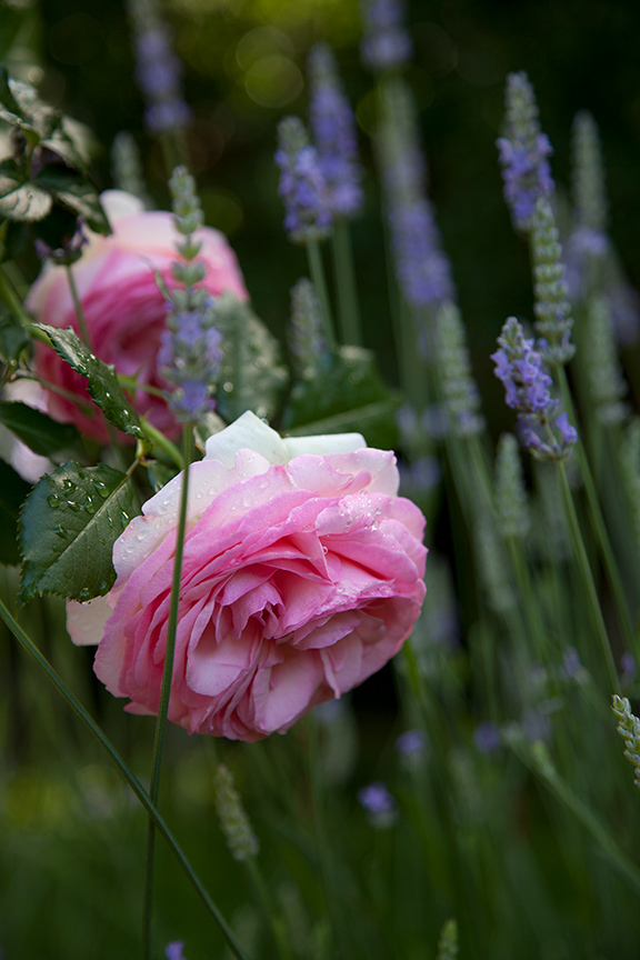 Charlotte Moss Garden Roses: Pierre de Ronsard