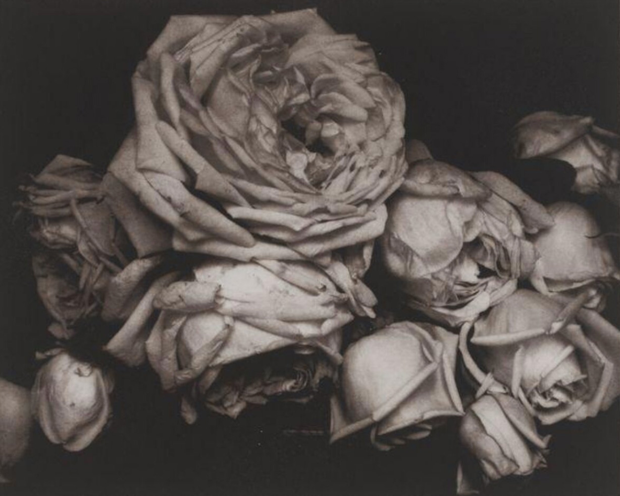 Edward Steichen Heavy Roses