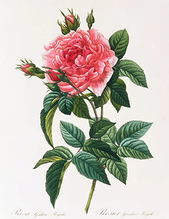 Pierre Joseph Redoute rose illustration